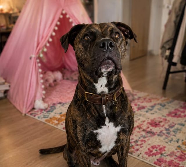 pet photo